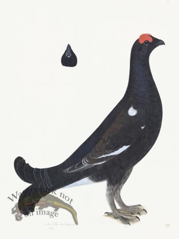 Rudbeck 019 BLACK GROUSE 18x24
